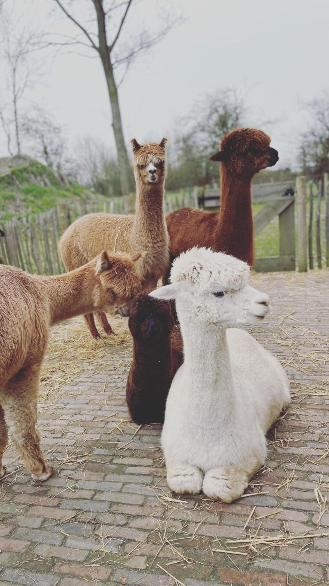 Nieuw Landelijk Vakantiehuis Aan Zee Oostkapelle Extérieur photo